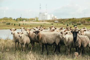  Bangladeş Küçükbaş Kurban