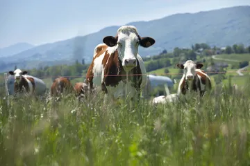  Afrika Büyükbaş Kurban