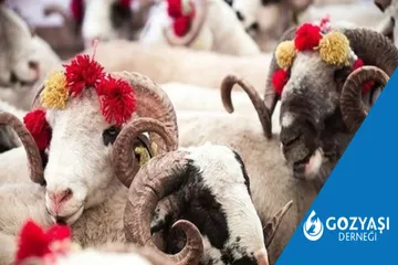Adak Kurban Bağışı Nasıl Yapılır? İslami Usullere Göre 2025 Rehberi