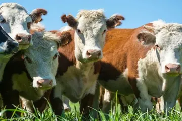 Kurban Bağışı Nedir? Kimler İçin Vaciptir ve Nasıl Yapılır?