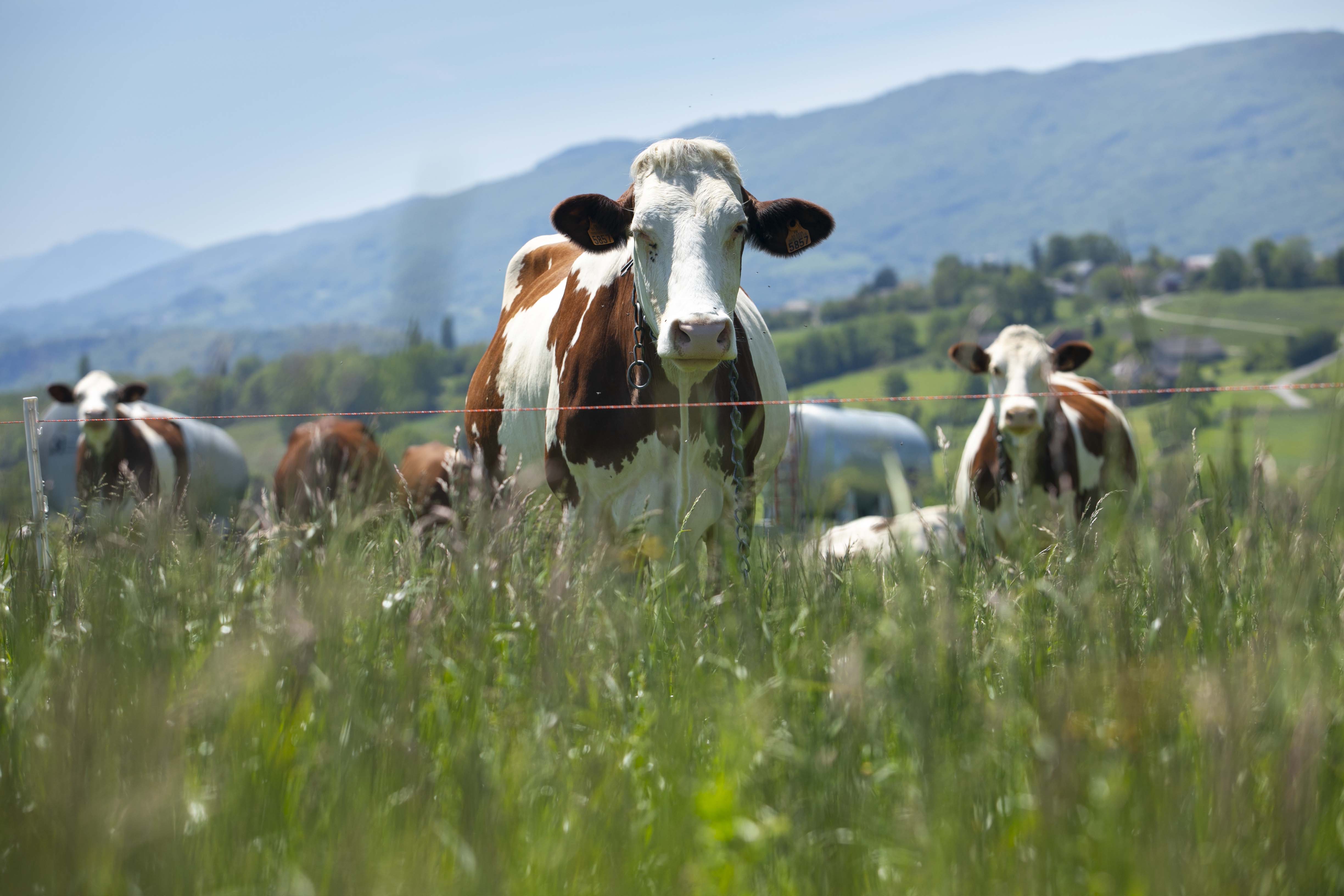  Afrika Büyükbaş Kurban