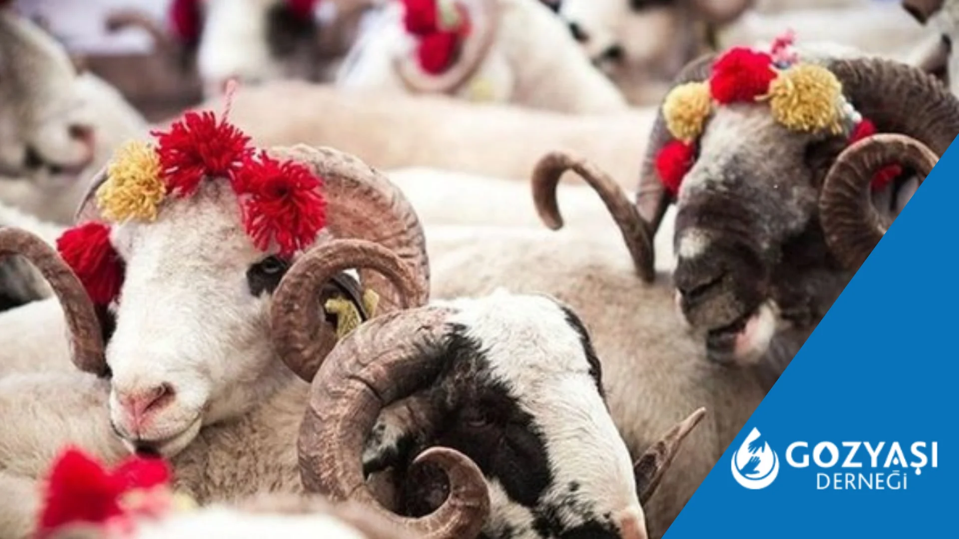 Adak Kurban Bağışı Nasıl Yapılır? İslami Usullere Göre 2025 Rehberi