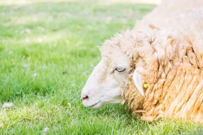 Şükür Kurbanı Bağışı