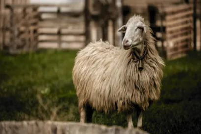 Şifa Kurbanı Bağışı